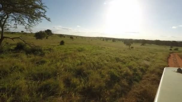游戏驱动器通过大草原在肯尼亚 — 图库视频影像
