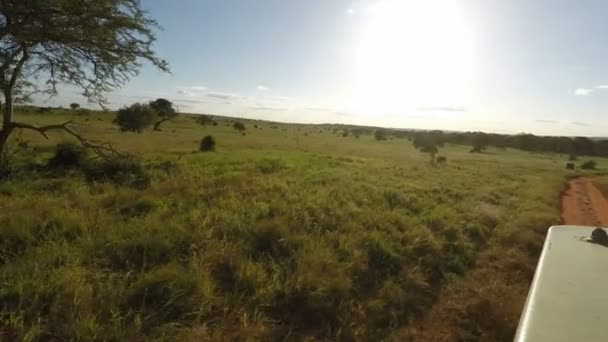 Game Drive Genom Savanna Kenya — Stockvideo