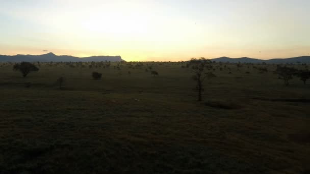 Sunrise Savanna Kenya — Stock Video