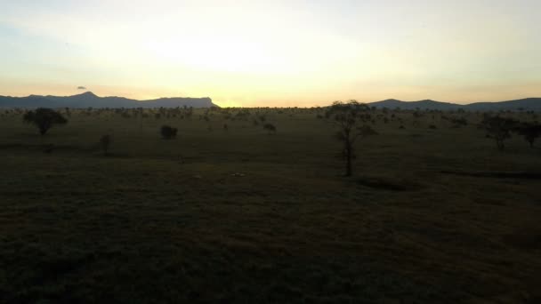 Soluppgång Över Savannen Kenya — Stockvideo