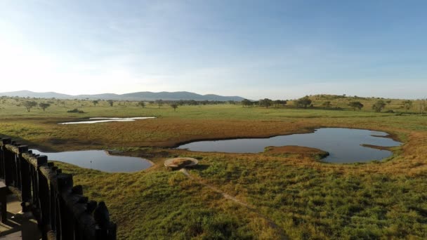 Agujero Agua Kenyas Savanna Por Tarde — Vídeos de Stock