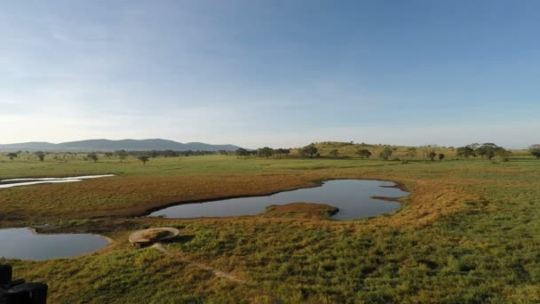 Water Hole Kenyas Savanna Afternoon — Stock Video