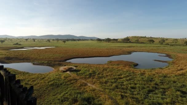 Вода Отверстие Саванне Kenyas Второй Половине Дня — стоковое видео
