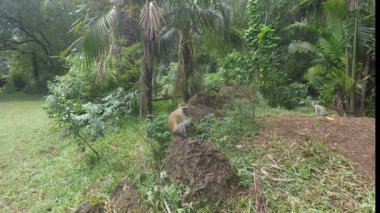 yeşil vervet maymunları Kenya