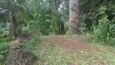 yeşil vervet maymunları Kenya