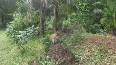 yeşil vervet maymunları Kenya