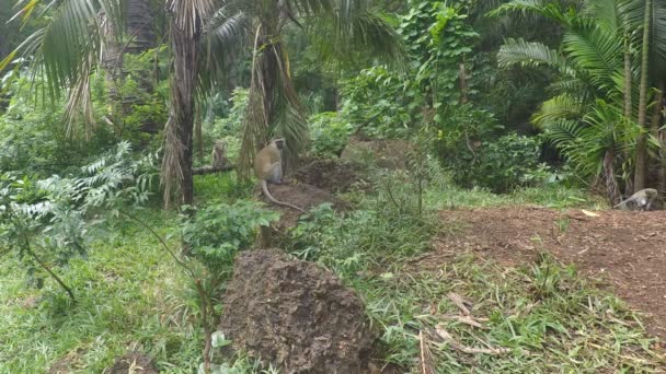 Macacos Vervet Verdes Kenya — Vídeo de Stock