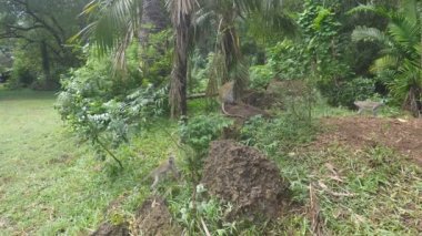 yeşil vervet maymunları Kenya