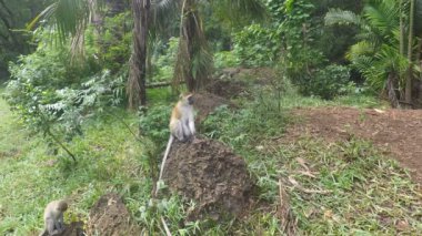 yeşil vervet maymunları Kenya
