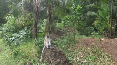 yeşil vervet maymunları Kenya