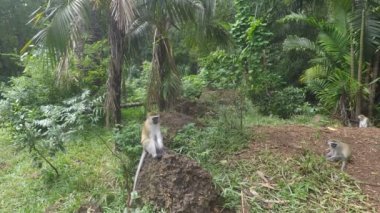 yeşil vervet maymunları Kenya