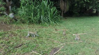 yeşil vervet maymunları Kenya