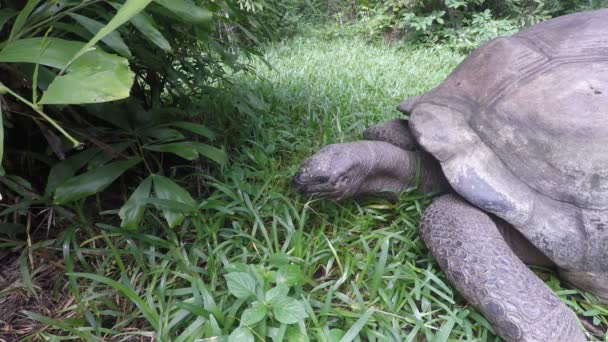 Cerca Tortuga Comer Gras Kenya — Vídeo de stock