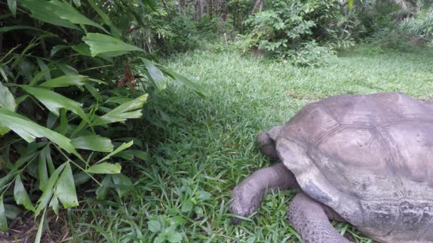 Close Van Schildpad Het Eten Van Gras Kenia — Stockvideo