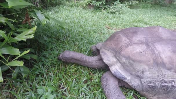 Close Turtle Eating Gras Kenya — Stock Video
