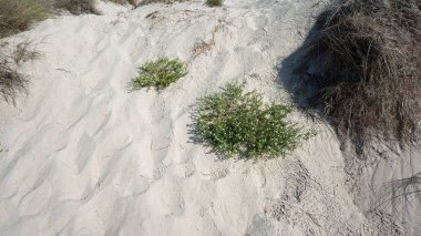 Plaj costa nova Aveiro, kum tepeleri