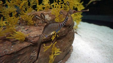 mercan resif büyük bir deniz atı ile