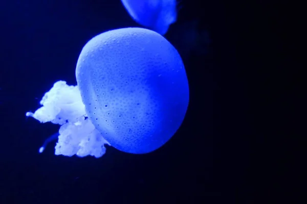 Глубокий Тёмный Океан Большой Голубой Медузой — стоковое фото