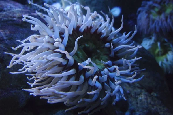 Coloridos Corales Blandos Arrecife Coral — Foto de Stock
