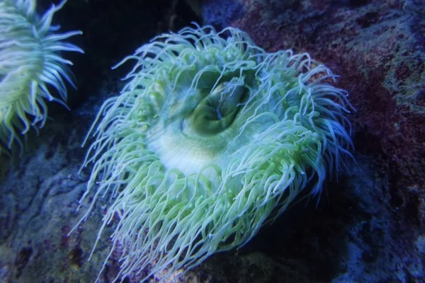 Разноцветные Мягкие Кораллы Коралловом Рифе — стоковое фото