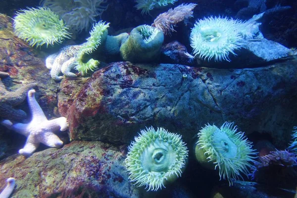 Coralli Morbidi Colorati Una Barriera Corallina — Foto Stock