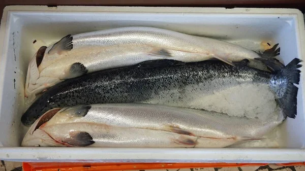 Frischer Fisch Vom Lokalen Fischmarkt Von Aveiro Portugal — Stockfoto