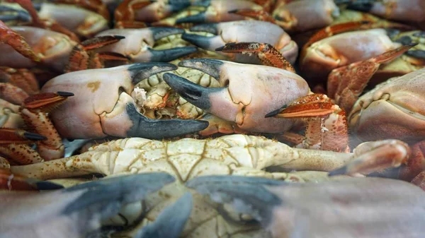 Fersk Fisk Restaurantvindu Lisbon – stockfoto