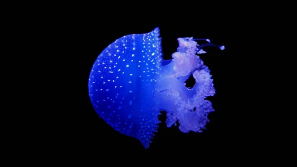 deep dark ocean with big blue jellyfish