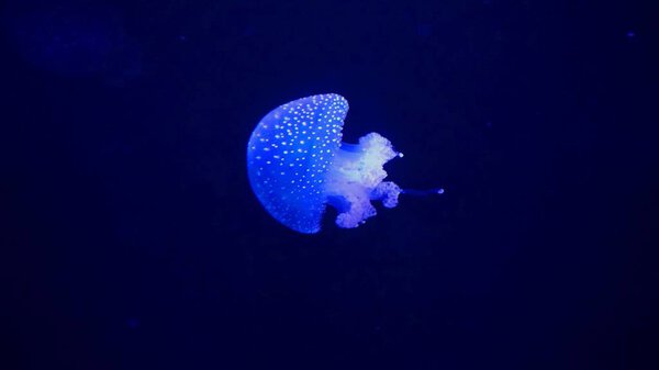 deep dark ocean with big blue jellyfish