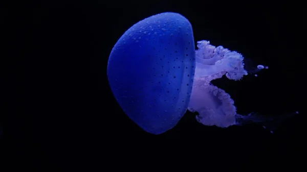 Tiefer Dunkler Ozean Mit Großen Blauen Quallen — Stockfoto