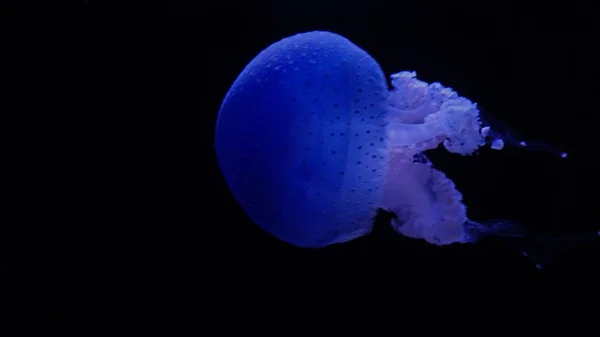 Laut Dalam Gelap Dengan Ubur Ubur Biru Besar — Stok Foto