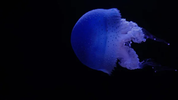 Profundo Océano Oscuro Con Grandes Medusas Azules — Foto de Stock
