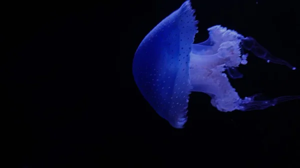 Büyük Mavi Deniz Anası Ile Derin Karanlık Okyanus — Stok fotoğraf