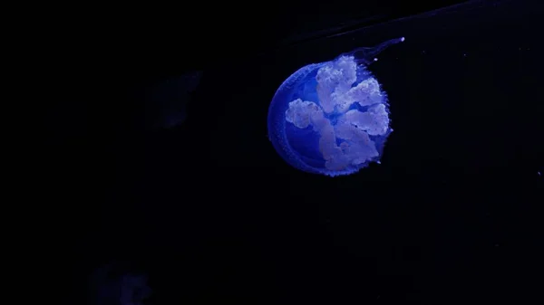 Océan Profond Sombre Avec Grosses Méduses Bleues — Photo