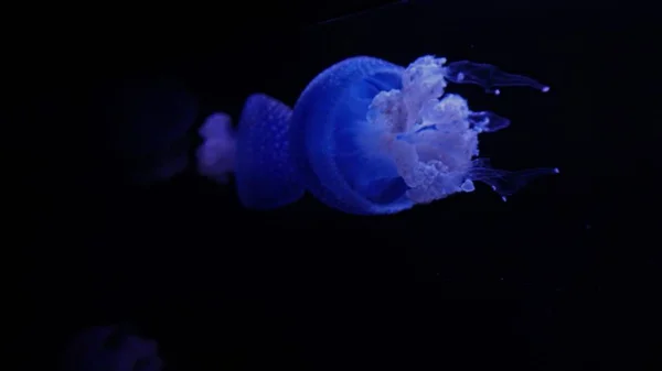 Profundo Océano Oscuro Con Grandes Medusas Azules —  Fotos de Stock