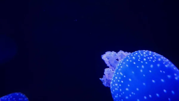 Profundo Océano Oscuro Con Grandes Medusas Azules — Foto de Stock
