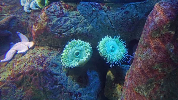五颜六色的珊瑚礁中的大软珊瑚 — 图库照片