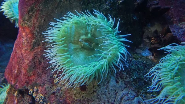 Grandes Corales Blandos Colorido Arrecife Coral — Foto de Stock