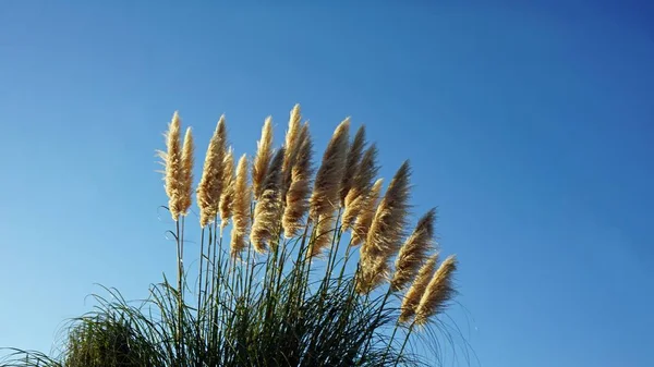 Cerca Estante Mar Con Cielo Azul Fondo — Foto de Stock