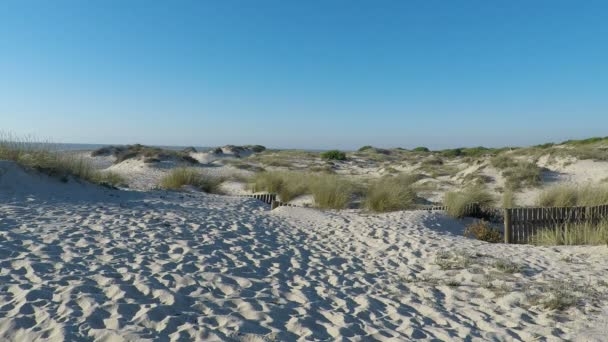 Tarde Dunas Areia Praia São Jacinto Portugal — Vídeo de Stock