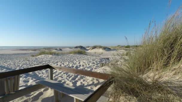 Pomeriggio Alle Dune Sabbia Della Spiaggia Sao Jacinto Portogallo — Video Stock