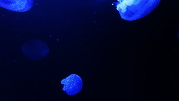 Jellyfish Dark Ocean — Stock Video