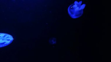 denizanası koyu okyanus