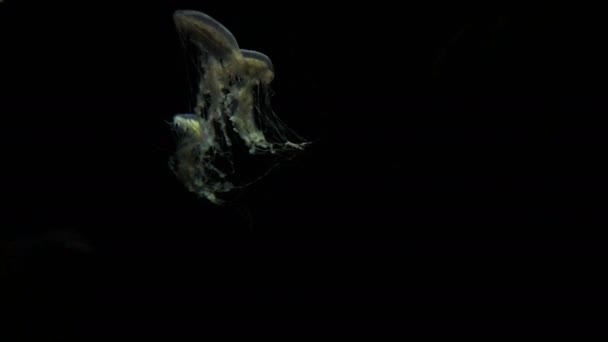 Медузы Тёмном Океане — стоковое видео
