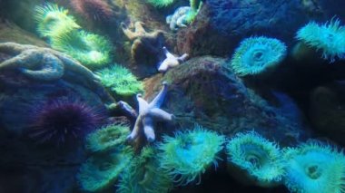 okyanusta hareketli deniz yıldızı 