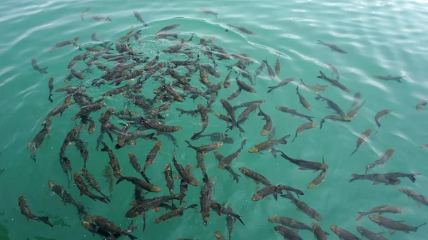 Enjambre de peces en el lago Chiao lan en Tailandia —  Fotos de Stock