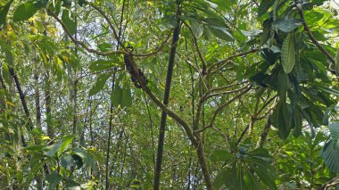 Tayland sok Nehri'nde rafting turu