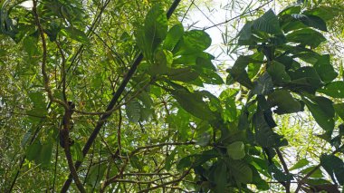 Tayland sok Nehri'nde rafting turu