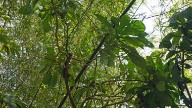 Tayland sok Nehri'nde rafting turu