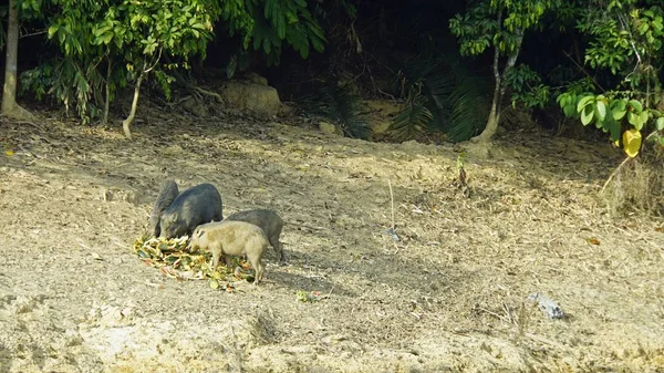 Tayland chiao lan göl kıyısında wildbeasts — Stok fotoğraf